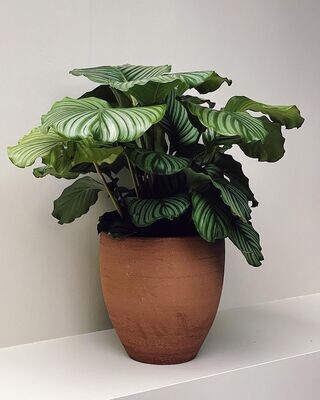 Verzorging Calathea