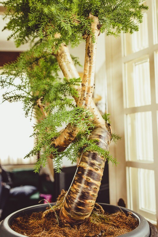 Araucaria Cunninghamii