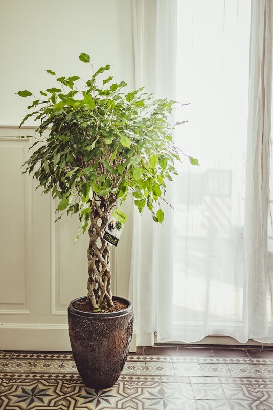 Ficus Benjamina Exotica gevlochten stam