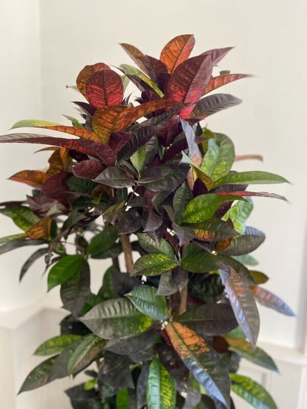 Codiaeum