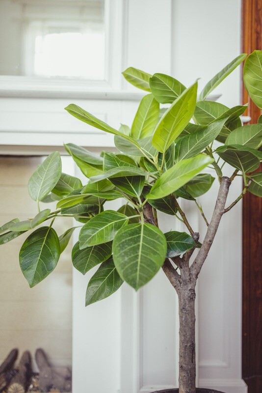 Ficus Lyrata