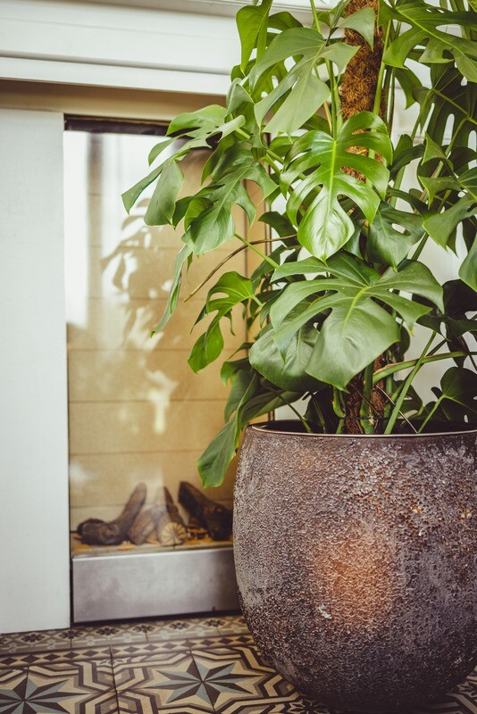 MONSTERA DELISIOSA