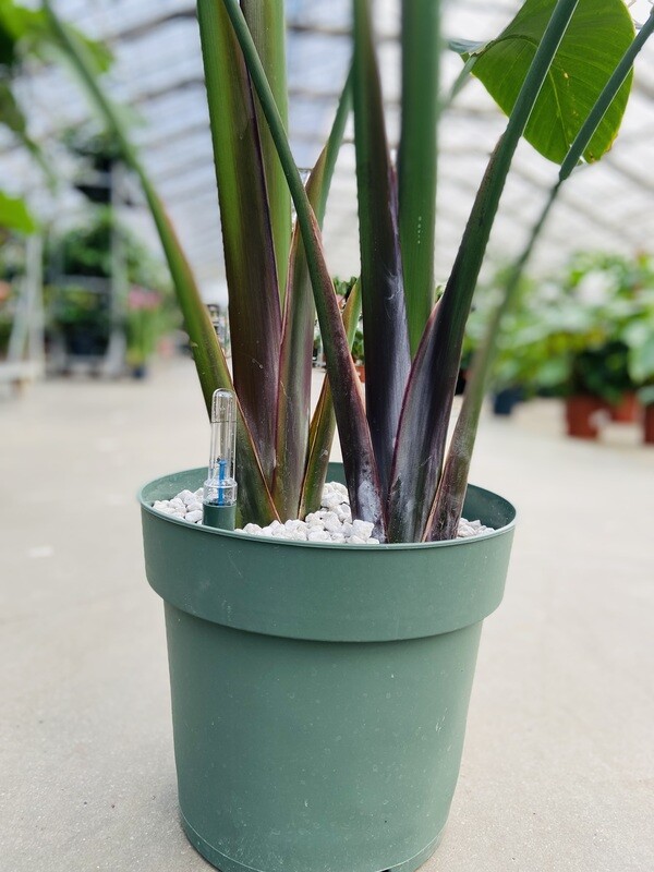 strelitzia nicolai