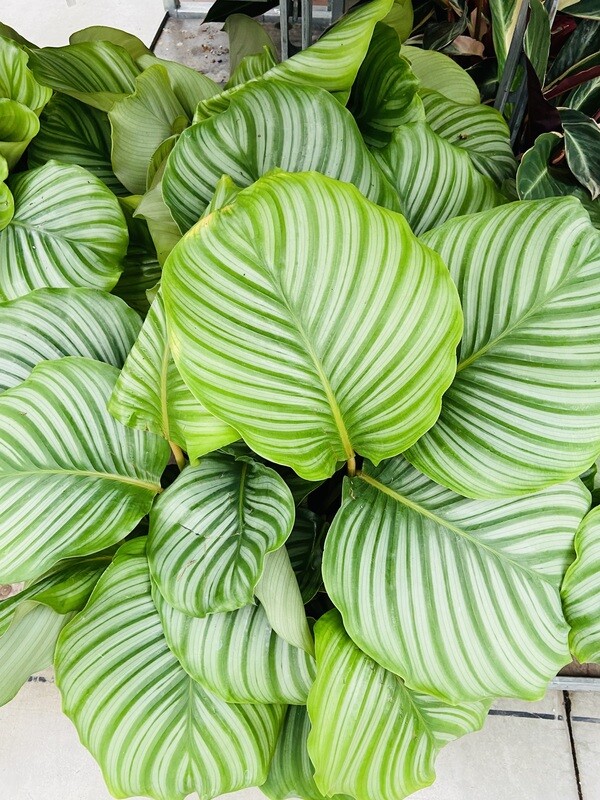 Calathea Orbifolia
