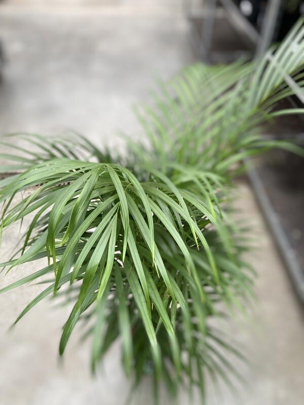 Areca Dypsis Lutescens