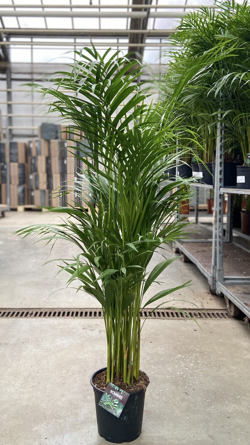 Areca Dypsis Lutescens