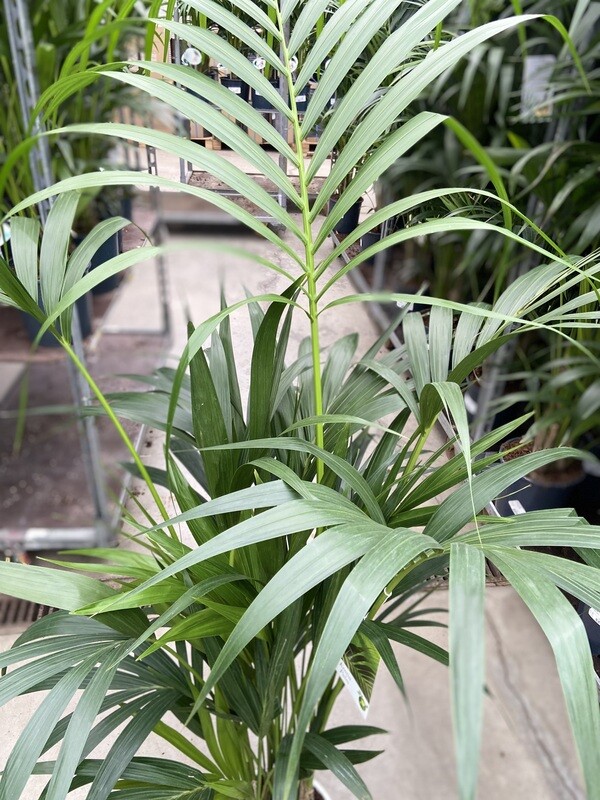 Kentia Howea Forst