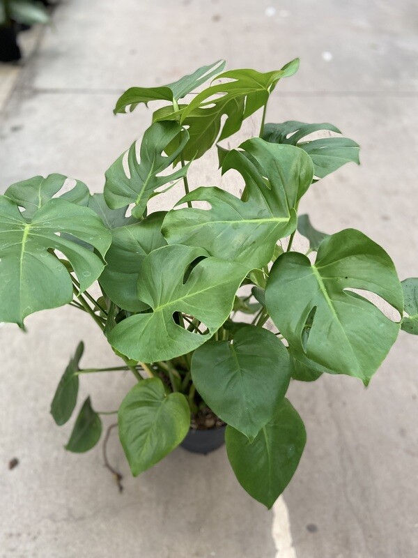Monstera - Gatenplant
