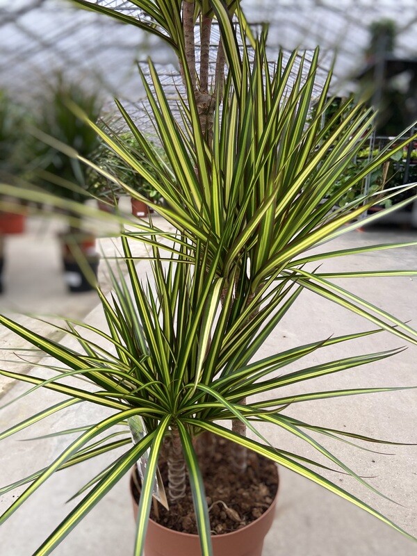 ​De Dracaena Sunray