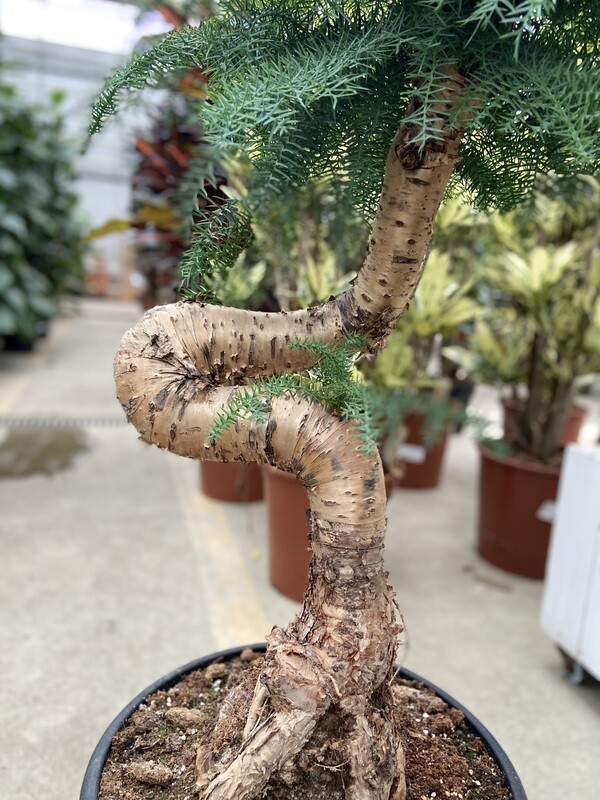 Araucaria Cunninghamii Bonsai