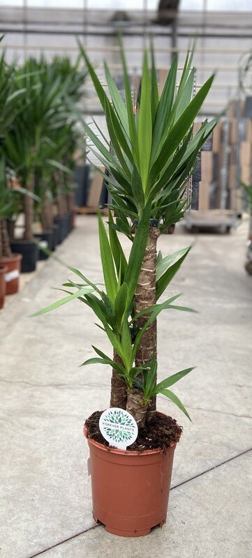 Yucca Elephantipes - Palmlelie