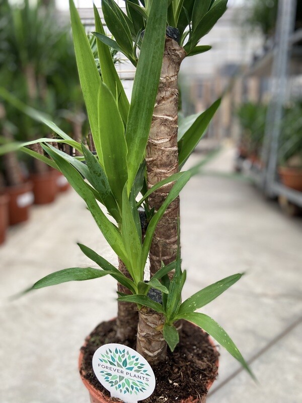 Yucca Elephantipes - Palmlelie