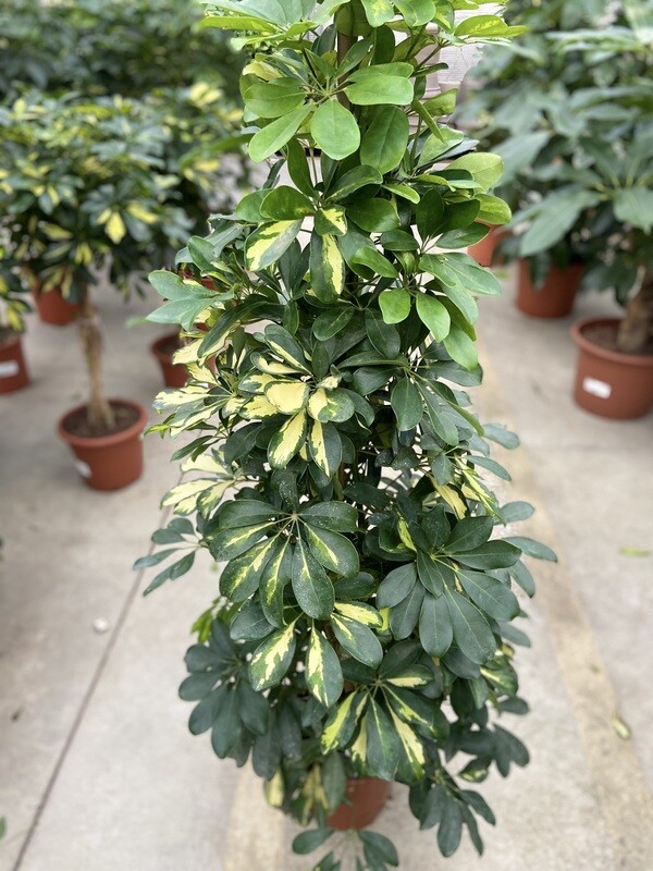 Schefflera Gold Capella
