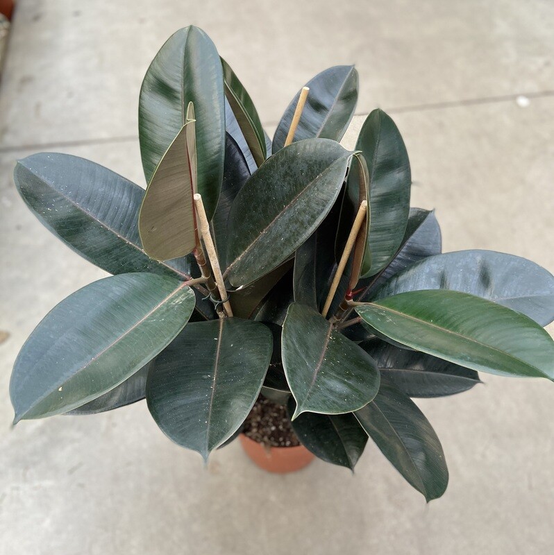 Ficus Elastica 'Robusta' - Rubberplant