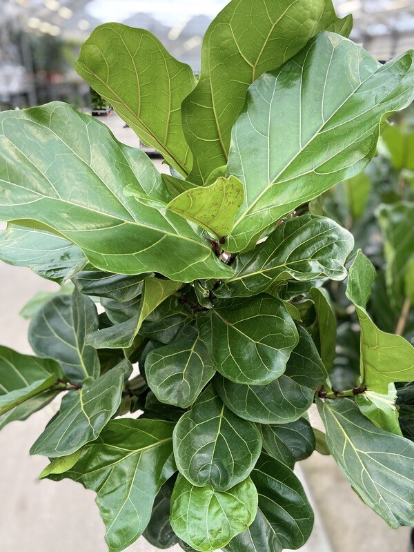 Ficus Lyrata - Tabaksplant