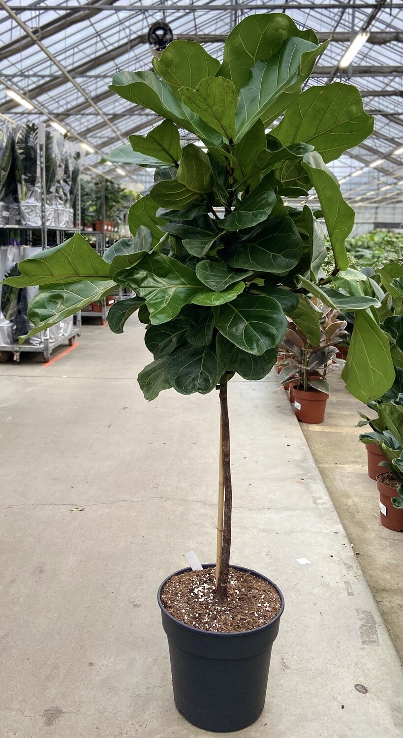 Ficus Lyrata - Tabaksplant