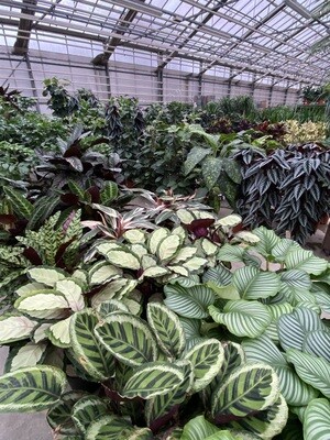 Kamerplanten