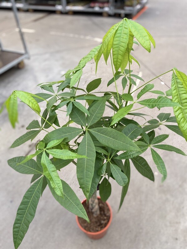 Pachira Aquatica - Geldboom