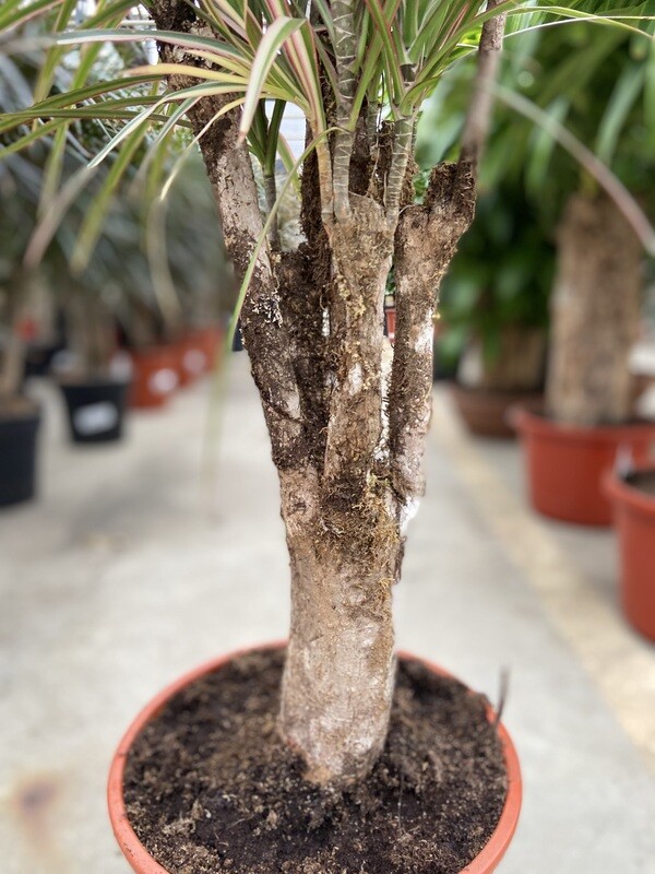 Dracaena marginata - Drakenbloedboom
