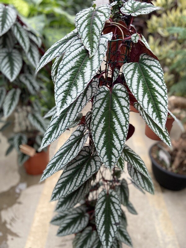 Cissus Discolor Piramide