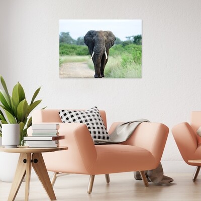 Картина на полотні, слон (холст)