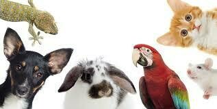 PETS