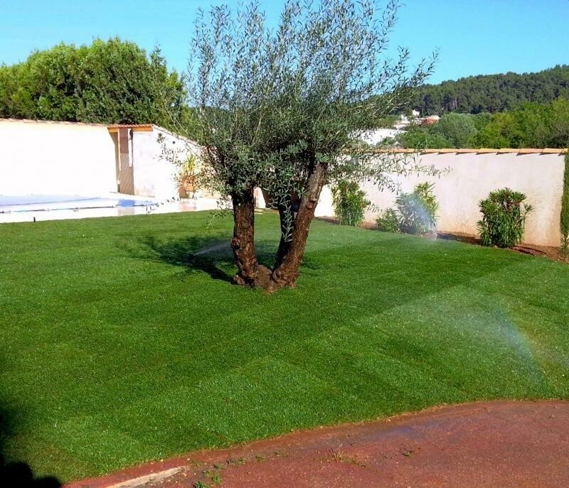 Gazon en rouleau méditerranéen