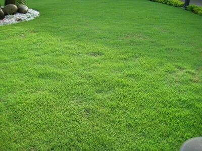 Zoysia tenuifolia