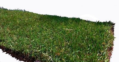 Le Bermuda Grass
