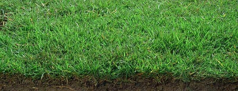 Zoysia tenuifolia