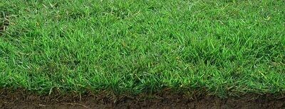 Zoysia tenuifolia