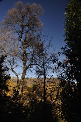 ¿Perteneces a alguna ONG Forestal/Ambiental?
