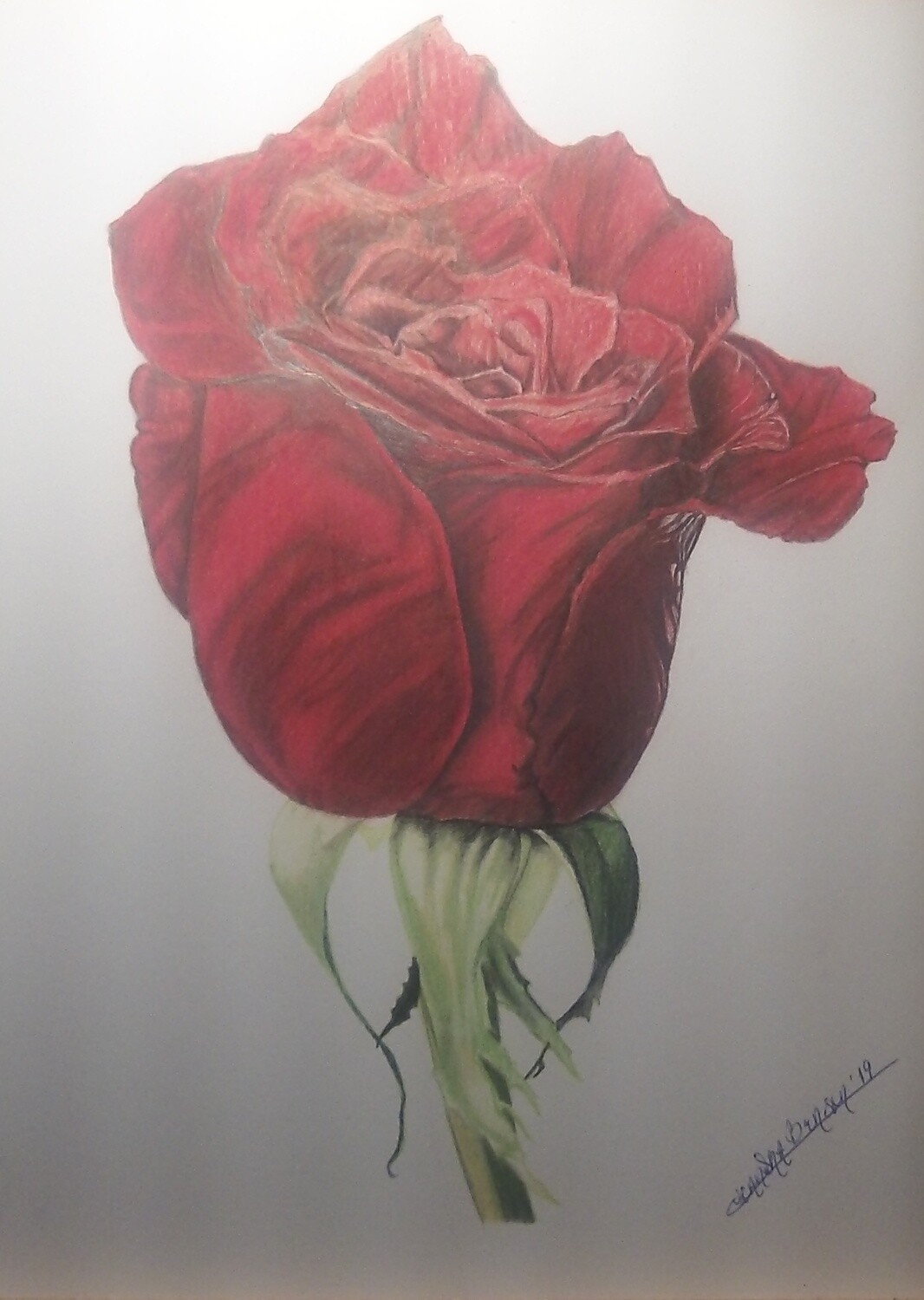 Red Rose