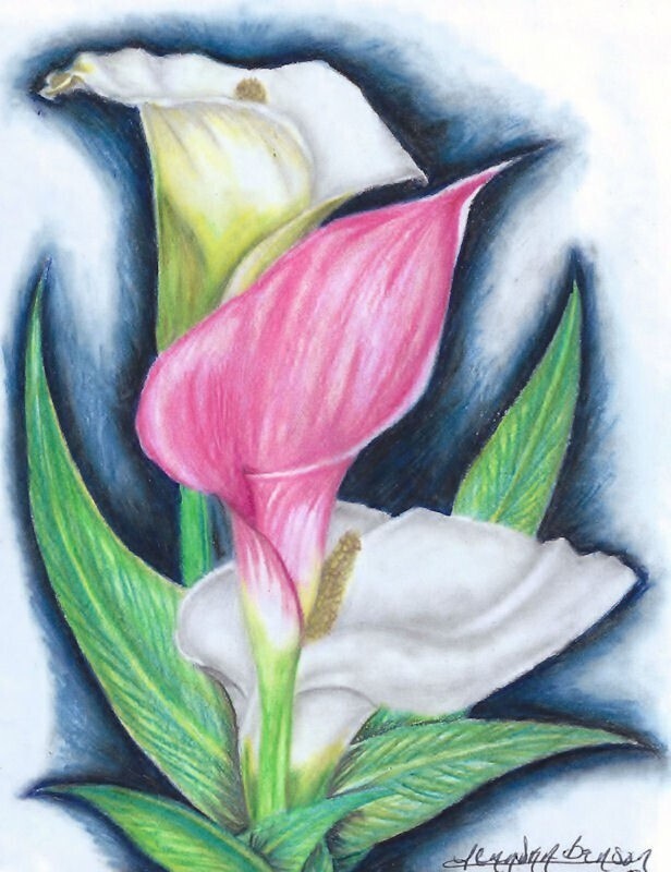 Calla Lilies