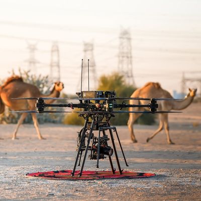 RR T-Rex 30" x8 12s BNF