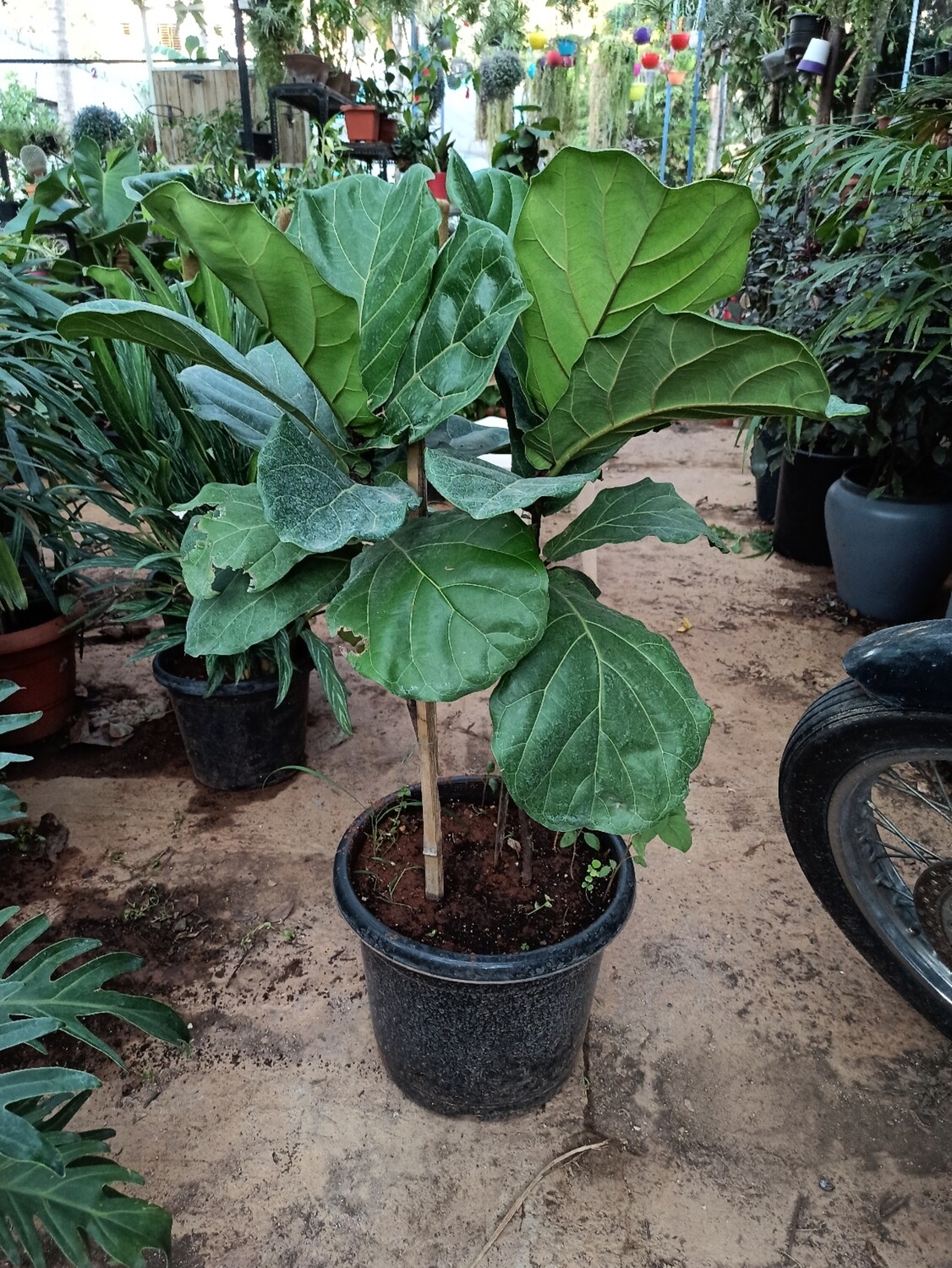 Fiddle Leaf Fig
