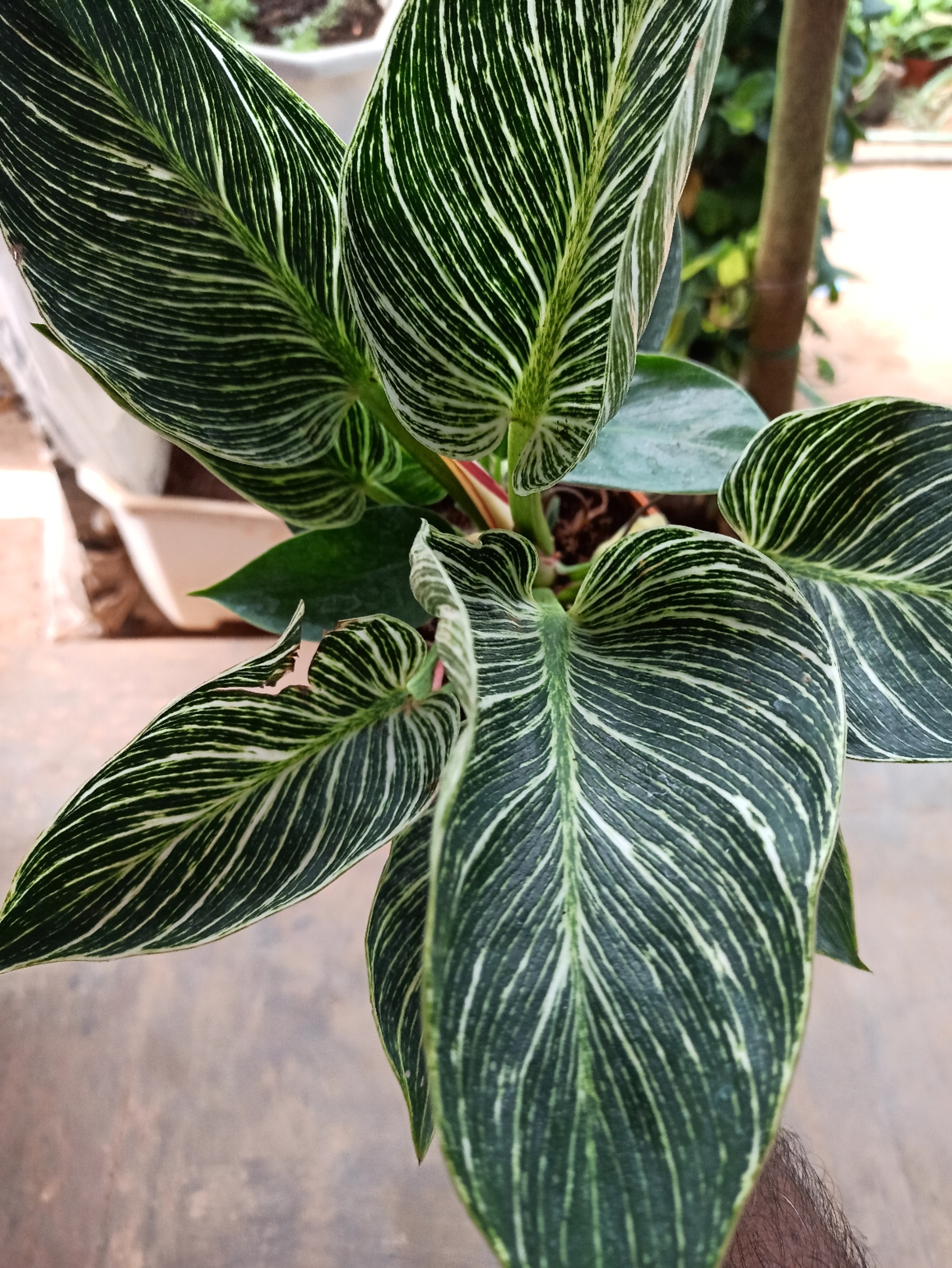 Philodendron Birkin