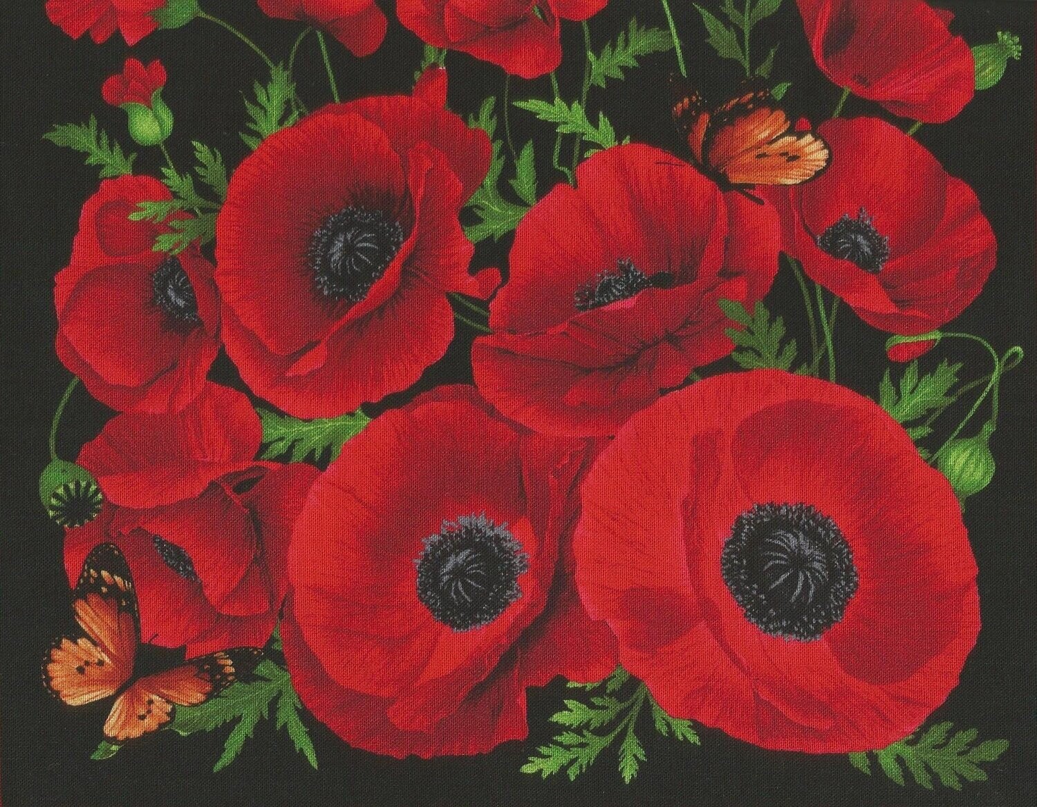 Wild Poppy