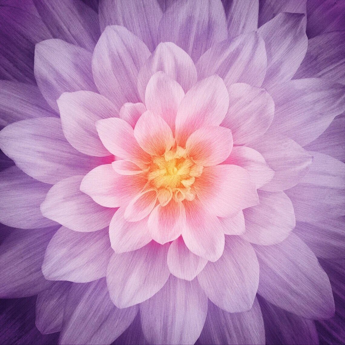 Dream Big, Fb. ORCHID