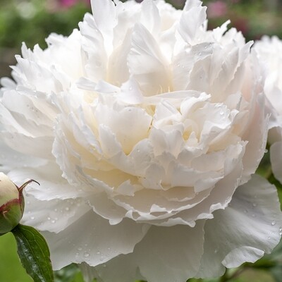 Shop Peony Plants for Sale - Paeonia — Peony's Envy