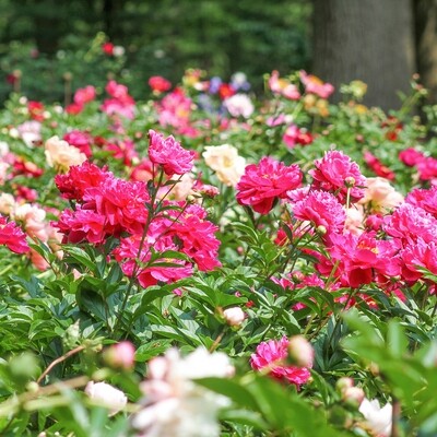 Shop Peony Plants for Sale - Paeonia - Peony's Envy — Peony's Envy