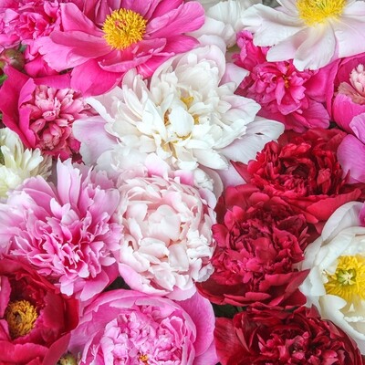 Shop Peony Plants for Sale - Paeonia - Peony's Envy — Peony's Envy