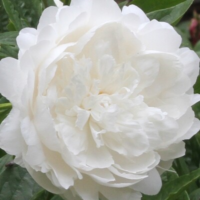 Shop Peony Plants for Sale - Paeonia — Peony's Envy