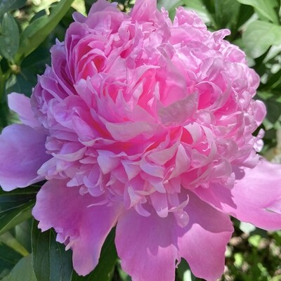 Shop Peony Plants for Sale - Paeonia — Peony's Envy
