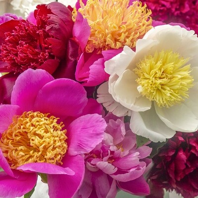 Landscape Peony Pack | 6 Herbaceous Peonies