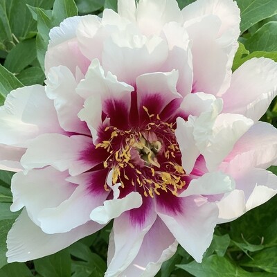 Yankee Doodle Dandy | Intersectional Itoh Peony