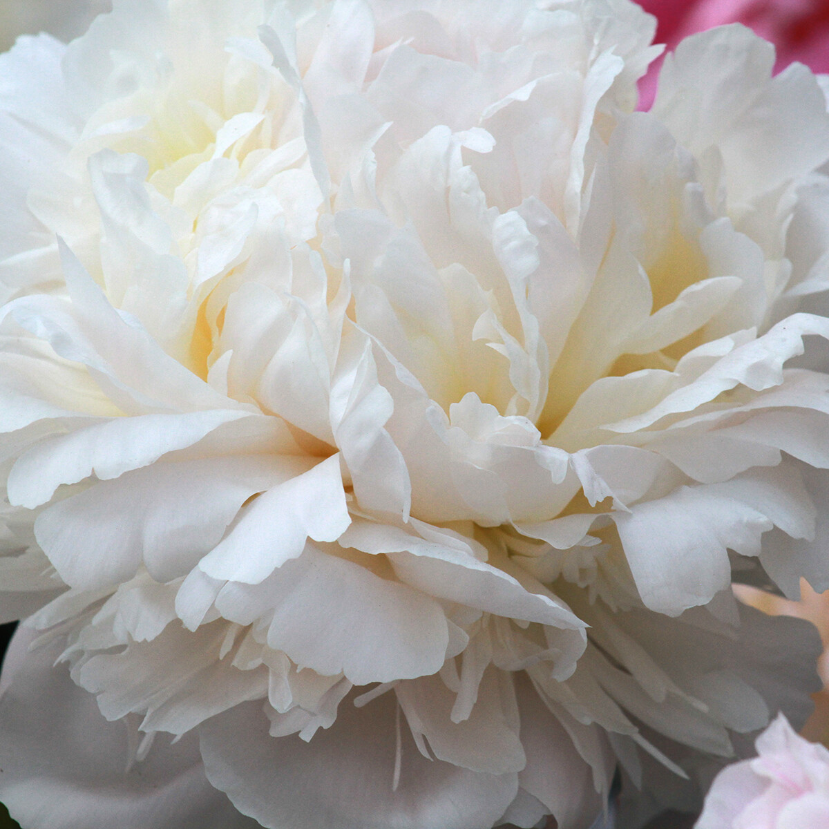 Brother Chuck | Peony