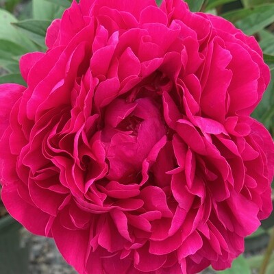 ✳︎peony✳︎ Pink Ardour Itoh Peony, Paeonia (Intersectional hybrid) x