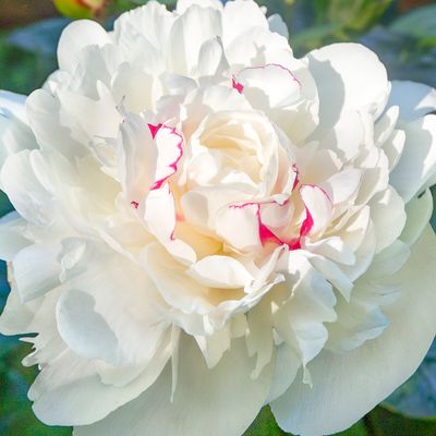 Shop Peony Plants for Sale - Paeonia — Peony's Envy