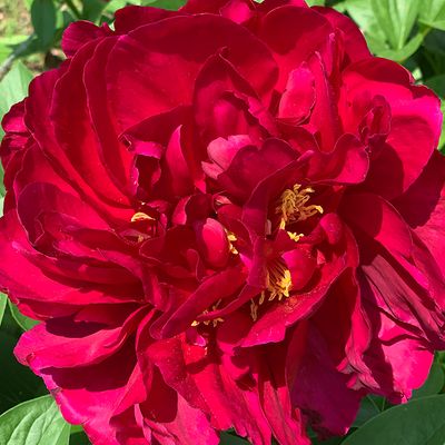 Shop Peony Plants for Sale - Paeonia — Peony's Envy